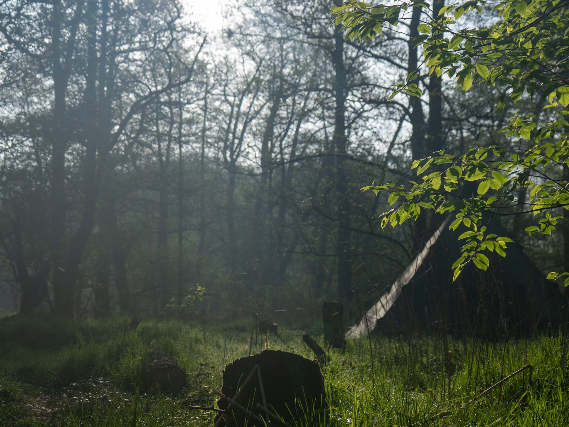 Ein Teamevent wird im Wald durchgeführt