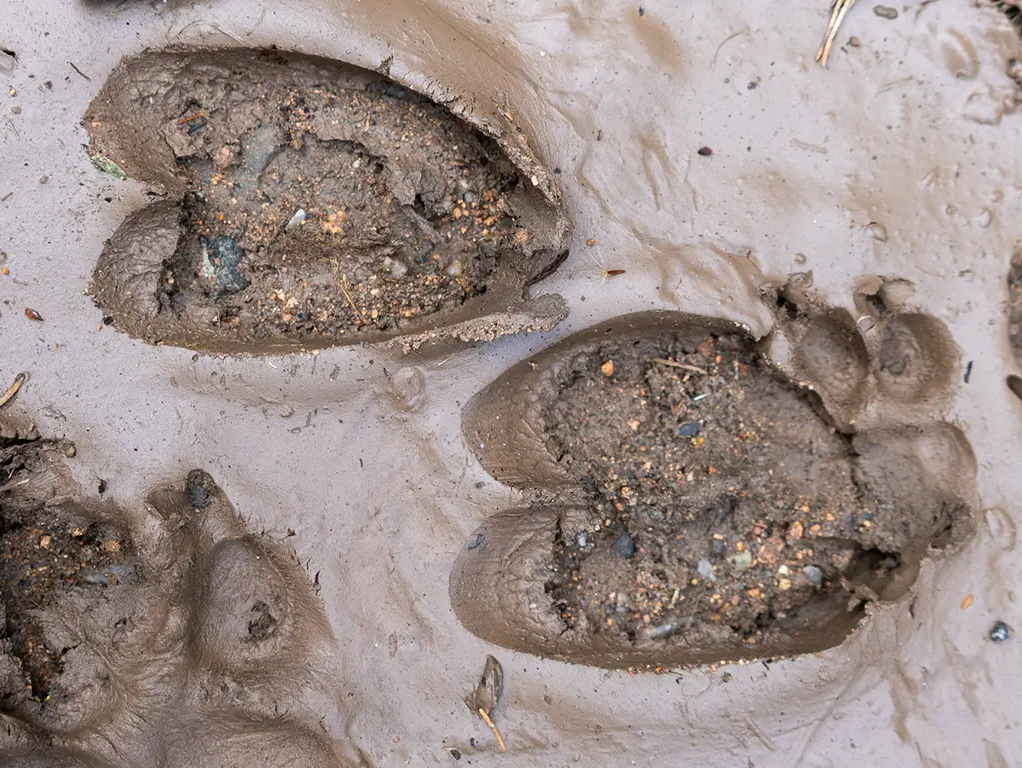 Ein Mann im Wald. Sonne scheint.